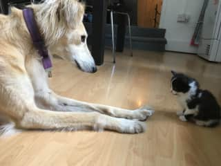 Daisy and Alf as a kitten