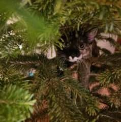 Minki inspecting the Christmas tree thoroughly