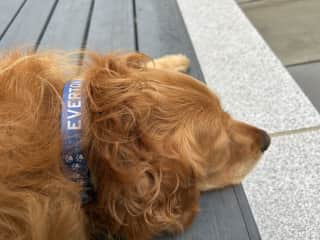 My niece-dog Stella