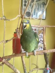 This is &#8220; Harry &#8220; the 27 year old Amazon Parrot that I look after three times a year along with 4 Cats, and some feral fox&#8217;s I house sit here in Ilford on a regular basis.