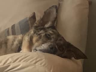 I’m watching you! I startle easy when dreaming about new adventures, so just let me know you’re there before waking me!