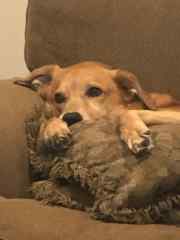 Cooper curled up on the couch