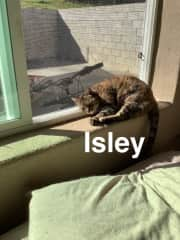 Isley is a rescue cat that we brought from our home in Pahoa.  She loves my husband and is very jealous when any of the other cats pay attention to much to him but she is a sweet girl and enjoys lots of attention.