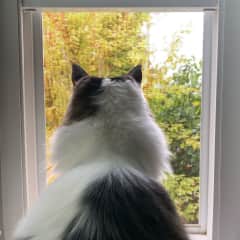 She likes to watch the birds