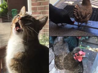 One of my recurring sits: Dora and her feathered sisters, The ladies Schar & Minckel (unfortunately both passed in 2020 dus to bird flu).