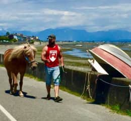 We do it all! Horse walking - 2017 POINT ROBERTS, WASHINGTON / USA