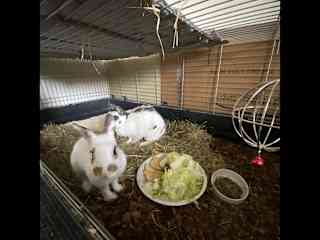 Bambi & Kenai, the bunny’s I lived for 3 years in Switzerland