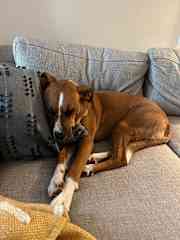 Juno thinks this spot is hers on the couch