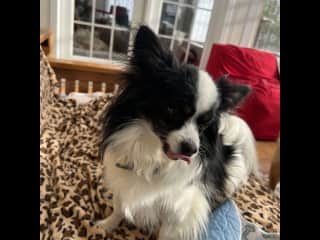 Spock is a kisser! Always licking.