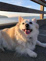 Our dog Amos. He’s super friendly, and mellow. Loves his walks (so much so that we have to say “W” around him if we’re not actually going on a walk right then).