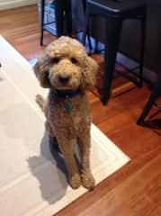 Harry the labradoodle