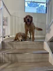 Pups on the stairs!