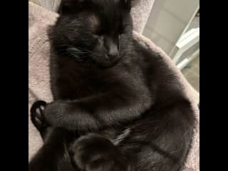 I’m still a kitten, but I have giant Bear paws.