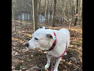 Darling is overweight, has hypothyroidism, arthritis, vision issues, and has just a few teeth.
