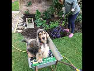 Oscar helping withe gardening!