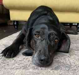 Phoebe spends a lot of time snoozing and sunbathing.  She will get most animated around breakast time or dinner time!!