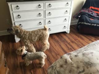 Guest bedroom with a nice picture of Murphy and Duffy