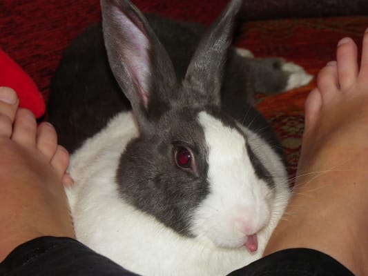 house sitting profile
