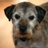 dog sitting opportunities trustedhousesitters com dog sitters needed