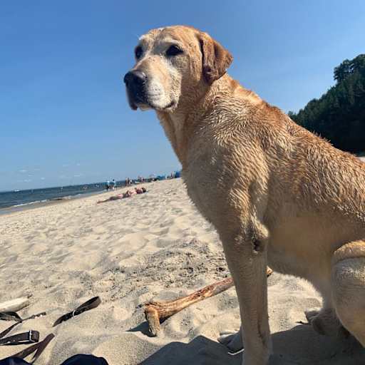 Profile image for pet sitter ULRICH