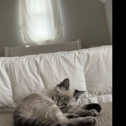 Profile image for pet sitter Cayla