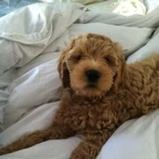 Profile image for pet sitter Delaine