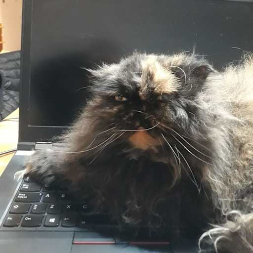 Profile image for pet sitter Leire