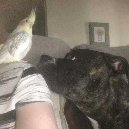 Profile image for pet sitter Rebecca