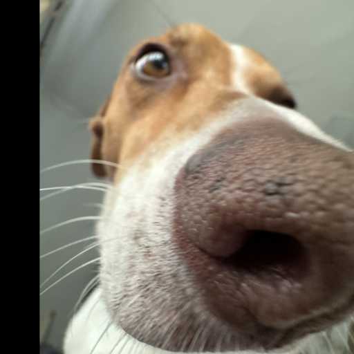 Profile image for pet sitter Brooke