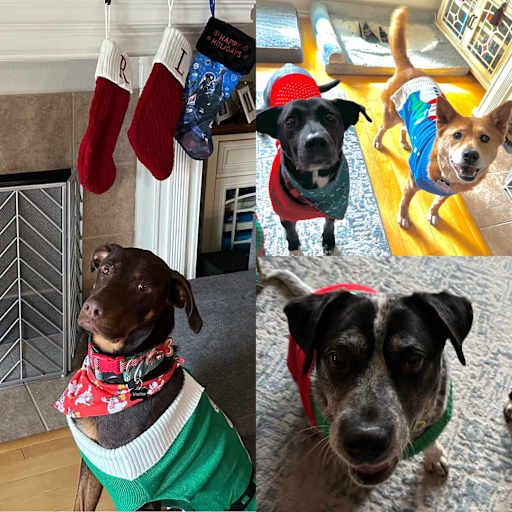 Profile image for pet sitter Kasse