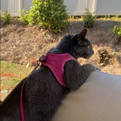 Profile image for pet sitter Clare