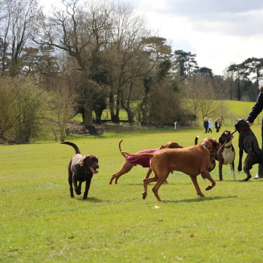 Profile image for pet sitter Lara