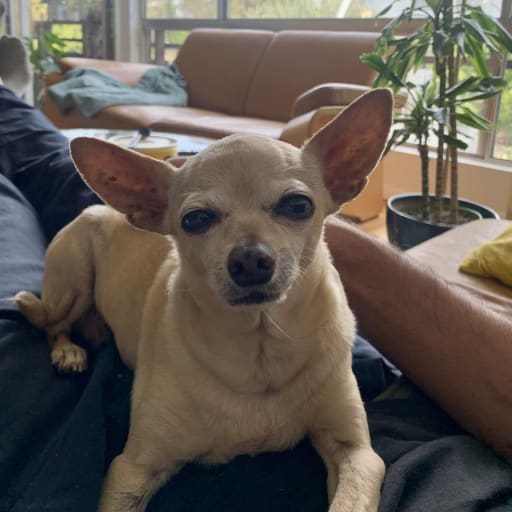 Profile image for pet sitter Nicholas