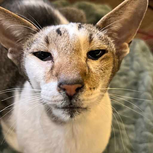 Profile image for pet sitter Anais