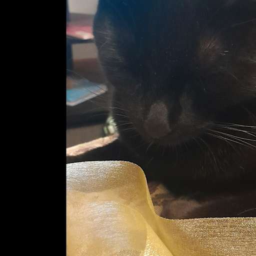 Profile image for pet sitter Sally