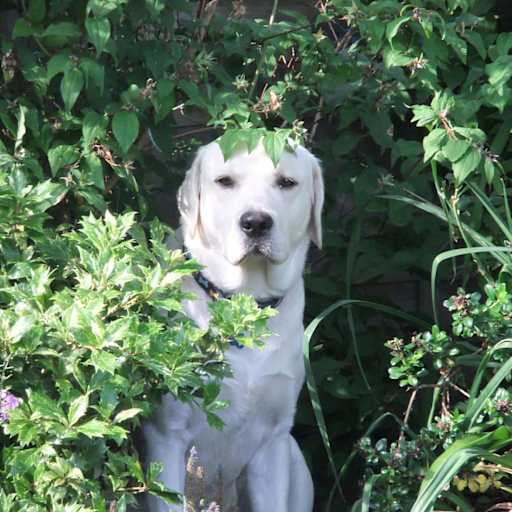 Profile image for pet sitters Ian & Margaret