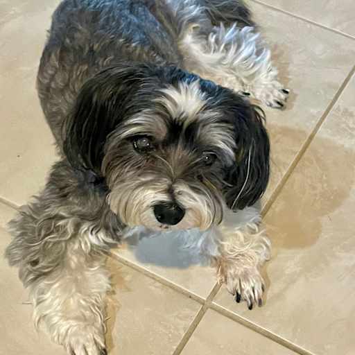 Profile image for pet sitters George & Martha