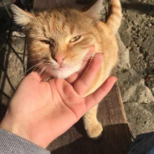 Profile image for pet sitter Gabriela