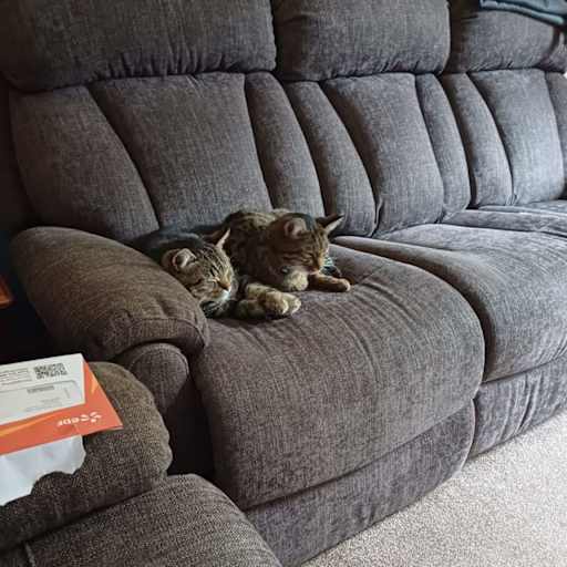 Profile image for pet sitter Lorraine