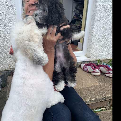 Profile image for pet sitter Linda