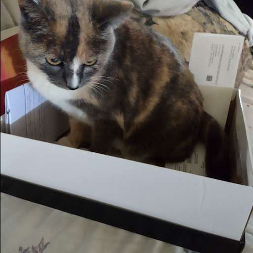 Profile image for pet sitter Tammy