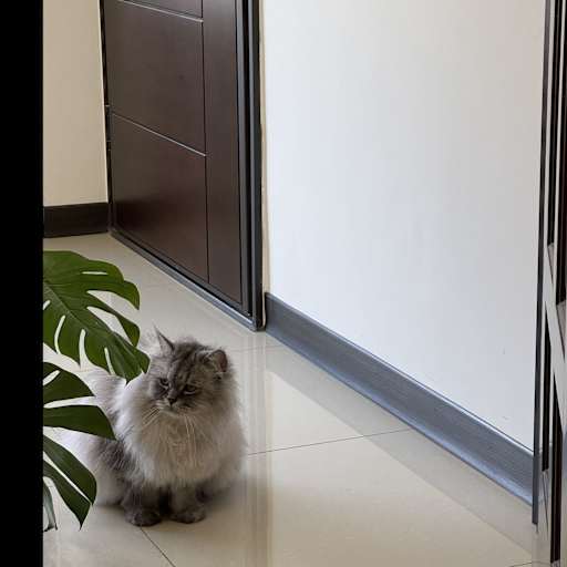 Profile image for pet sitter Shan