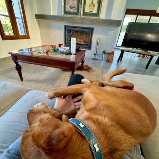Profile image for pet sitter Milagros
