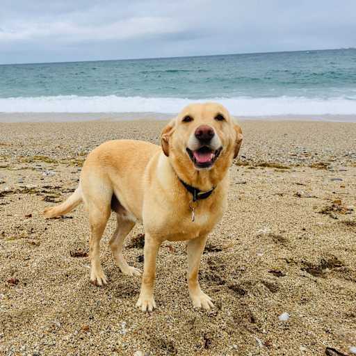 Profile image for pet sitter Mark