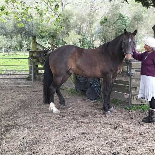 Profile image for pet sitter Suni Marston