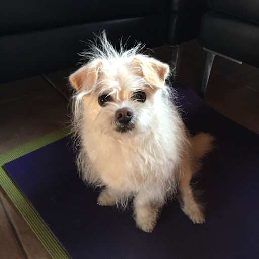 Profile image for pet sitter Stephanie