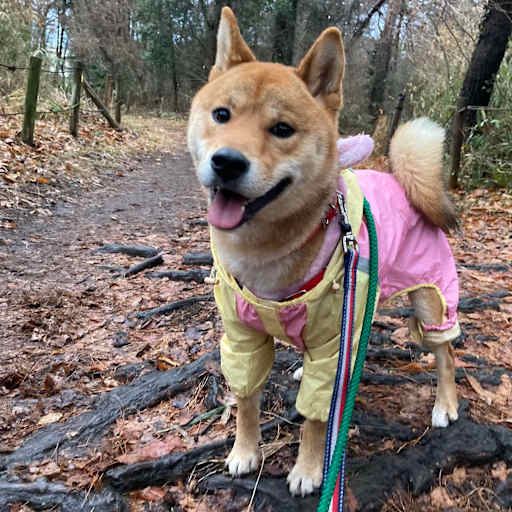 Profile image for pet sitter Mary