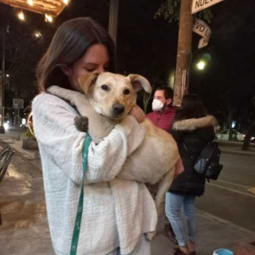 Profile image for pet sitter Emily