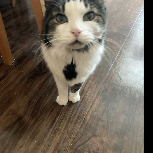 Profile image for pet sitter Karen