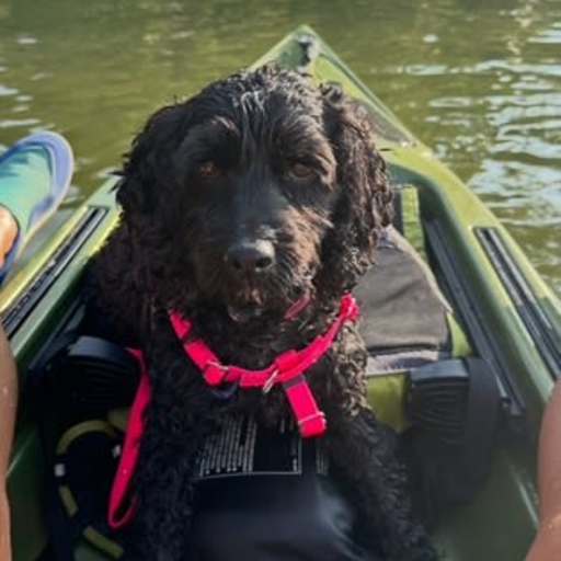 Profile image for pet sitter Colleen